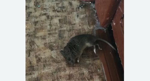 Дезинфекция от мышей в Лыткарино