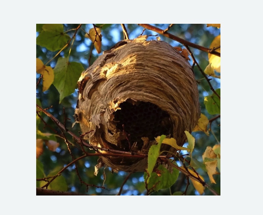 Обработка от шершней в Лыткарино