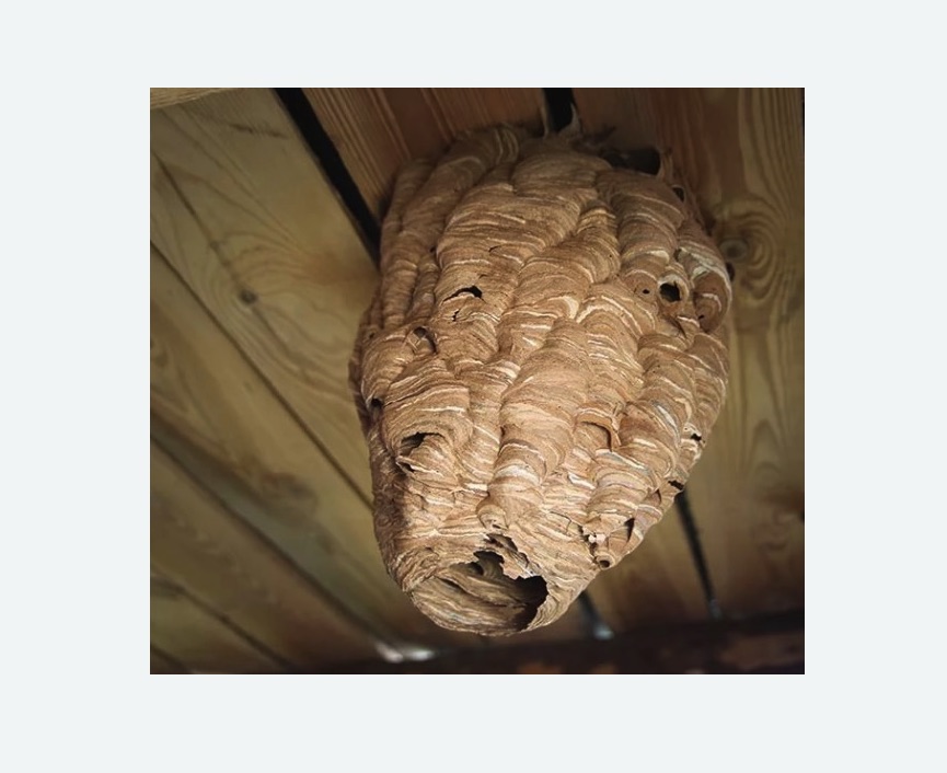 обработка от шершней в Лыткарино