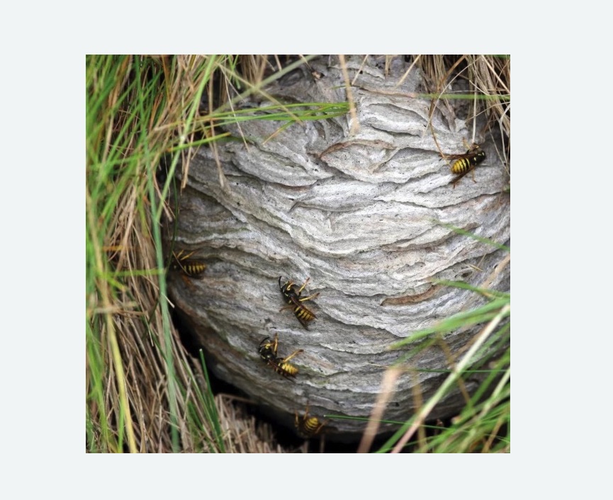 Уничтожение ос и ульев в Лыткарино